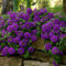 Verbena Immagination 10 Seeds- Trailing,Intensive Violet, Hanging Baskets