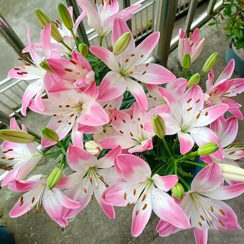15 pz acquista bulbi di giglio - lilium brownii - pascolo delle, piante resistenti per il giardino gigli giganti gigli d'albero tuberi resistenti decorazione floreale, piante da
