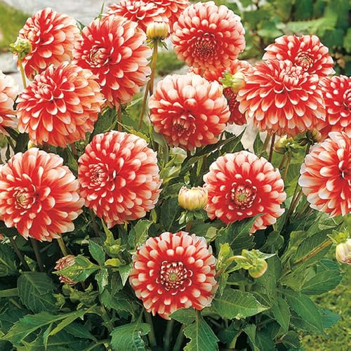 1 x Dahlia Border Decorative Musette – Flowers with Red & White Tips – Summer Flowering Bulb – Perennials – for Your Beautiful Garden