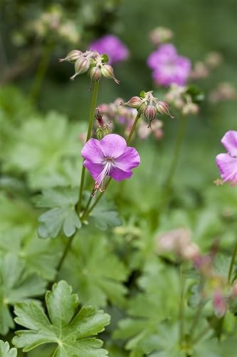 Geranium cantabrigiense 'Karmina' - Storchschnabel, 2L Topf, Winterhart & Blütenreich, Bodendecker, Rosa Blüten, 20-30cm Wuchshöhe