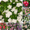 400 pcs Samen Bodendecker Winterhart Immergrün, bonsai samen bienenwiese saatgut balkonblumen Immergrün Samen, frühlingsblumen hochbeet samen blumensamen geschenk saat winterharte