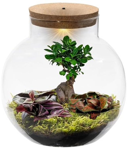 vdvelde.com - Bonsai Terrarium Biodome - Pflanzen terrarium - - Bonsai und Mini-Pflanzen - Ø 25 cm ↥ 28 cm - Batteriebetriebene Beleuchtung