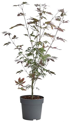 Dehner Fächerahorn Trompenburg, Acer palmatum, breit-rundlicher Wuchs, 40-60 cm exkl. Pflanztopf, 3 l Topf, Zierahorn