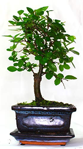 Chinese Elm Bonsai Tree Broom Style - 10 cm Ceramic Pot and Supplied with Ceramic drip Tray No Care Set