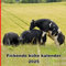Fickende kühe kalender 2025