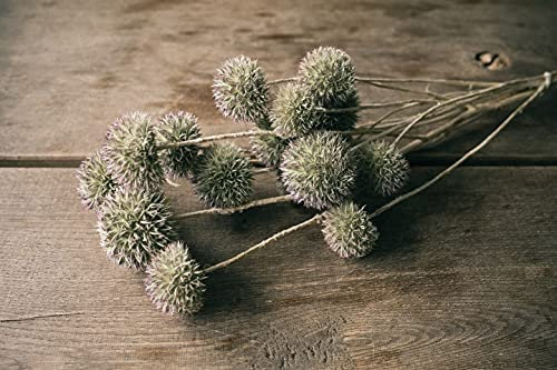 NaDeco Eryngium planum in Natur, Länge ca- 40-60cm Trockenblumen Mannstreu getrocknet Edeldistel getrocknet Kugeldistel Distel getrocknet Eryngium 'Blue Hobbit Boho-Style Trockenblumenstrauß