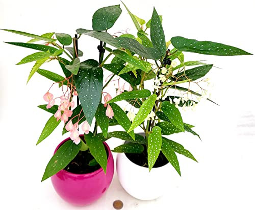 POWERS TO FLOWERS - BEGONIA TAMAYA A FIORE BIANCO e ROSA, CORALLINA, TAMAIA, 2 PIANTE IN VASO CERAMICA SFERICO, piante vere