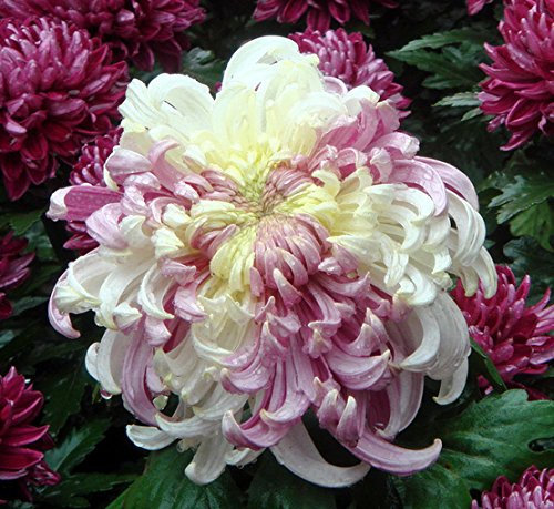 100PC Regenbogen Chrysantheme-Blumen-Samen, dekorative Bonsai, seltene Farbe, neu wählen mehr Chrysantheme Samen Pflanze Gartenblume