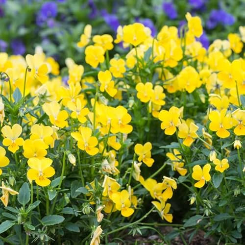 Viola Cornuta Yellow 40 Seeds- Perennial