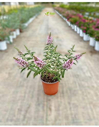 Pianta Buddleja - Dimensione Vaso Vaso 18cm, Colori Disponibili Viola