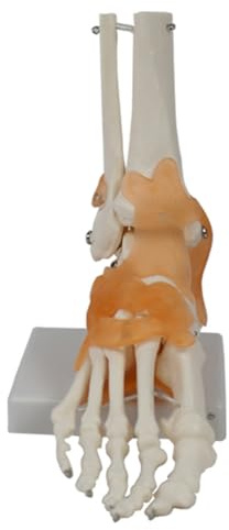 Bosiyrggrl Foot Joint Model with Ligaments Human Anatomy Model, Life Size, Medical-Teaching Equipment PVC 1 PCS