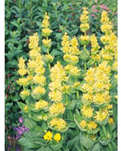 TSA GENTIANA Lutea 50ml