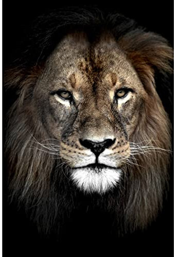 Ceanothe Tableau sur verre synthétique lion dans l'ombre 80x120 cm Impression Image en Haute Définition Tableau mural décoratif Fabriqué en France
