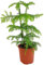Fangblatt - Araucaria heterophylla - Zimmertanne im Ø 14 cm Topf, 45 cm hoch - wundervolle Zimmerpflanze