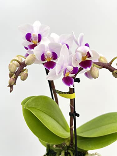 Phalaenopsis Jiuhbao Vivien, Mini Purple Orchid in White Ceramic Pot, houseplant Gift, Housewarming Gift, Special Limited Edition Orchid