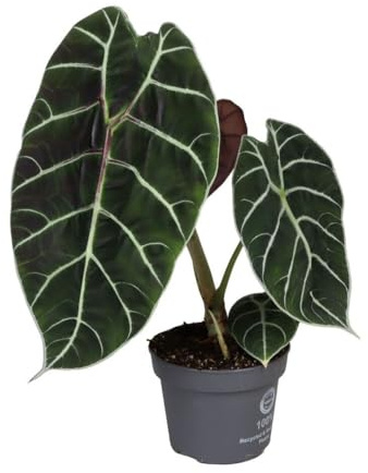 Alocasia 'Pride of Curup' - Elefantenohr, Pfeilblatt - Rarität - Topf Ø 14 cm Höhe: 35 cm Zimmerpflanze