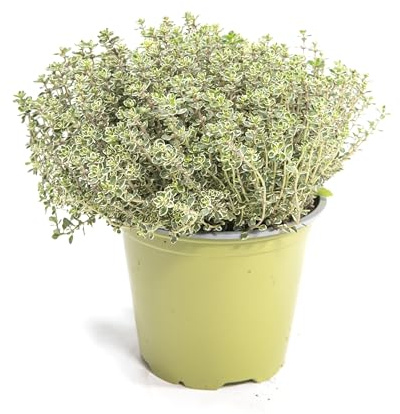 mgc24 Thymian Silver Queen, echte Kräuterpflanze im 14-cm-Topf, 1 Stück | Thymus x citriodorus, Höhe ca. 15 cm, buntlaubig, winterhart und aromatisch, Kräuter- und Zierpflanze für Garten und Kübel