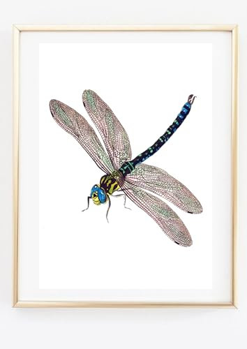 Din A4 Kunstdruck ohne Rahmen - Libelle Retro Vintage Illustration - Druck Poster Bild