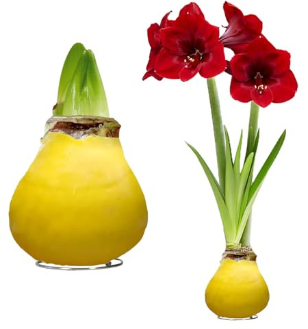 FLORIUM Wachs Amaryllis Gelb 26/28, 2 Hippeastrum Zwiebeln ohne Gießen | 2 gewachste Blumenzwiebeln für dekorative Blüten ohne Erde und Pflanztopf aus Holland