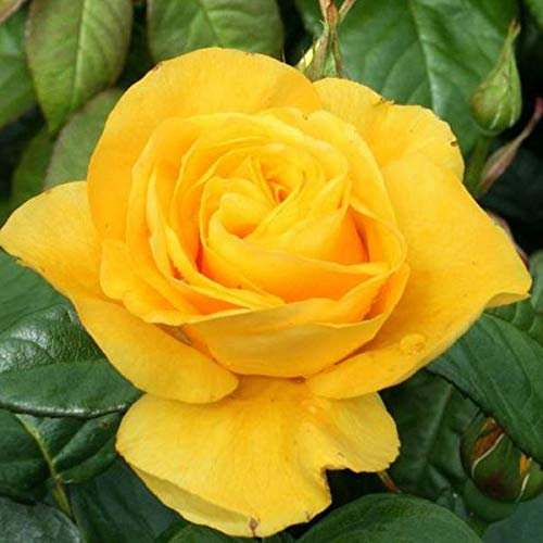 Plant Theory Golden Wedding Rose Bush Yellow Flowering Roses Floribunda Rose 4L Pot