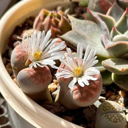 400 pcs lithops lebende steine samen, outdoor pflanzen, pflanzen balkon gartensamen, stauden winterhart succulent plants, küche deko bonsai, indoor plants for living room biosaatgut,