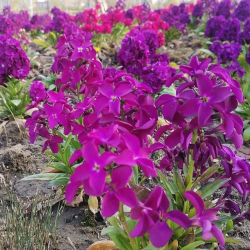 25 pcs goldlack samen - balkon garten, saatgut geschenk wildblumen, winterharte stauden blumen garten, geschenk ostern samen balkon, blumengarten alte sorten saatgut, pflanzen winterhart
