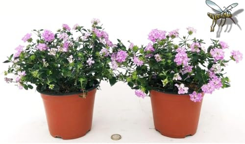 POWERS TO FLOWERS - LANTANA SELLOWIANA ROSA, 2 PIANTE, VASO 14CM, piante vere