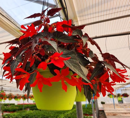 POWERS TO FLOWERS - BEGONIA PENDULA BASKET A FIORE ROSSO, VASO 22 CM, piante vere