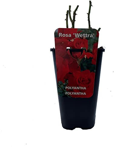 Rosier à massif 'Wettra' - Conteneur 3,5 L