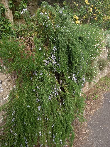 Rosemary officinalis 'Prostratus' 6 x Plug Plants Culinary Garden Herbs by park farm plants