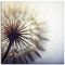 ARTLAND Wanddeko Leinwand Bilder Wandbild 40x40 cm Blumen Pusteblume Botanik Blüten Modern Kunst Sommer Natur T4RE