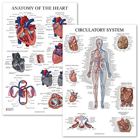 Palace Learning Poster Circulatory System & Heart Anatomy – Set mit 2 anatomischen Diagrammen – laminiert, 45,7 x 61 cm