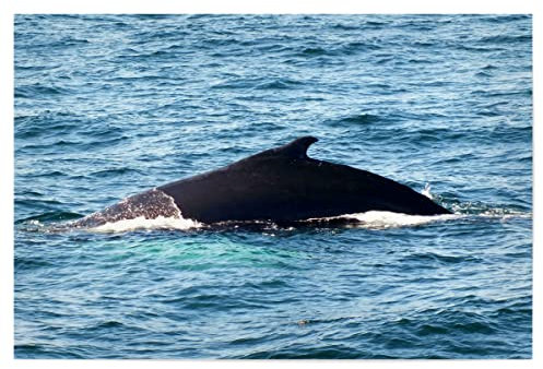 artboxONE Poster 30x20 cm Tiere Rücken eines Buckelwals hochwertiger Design Kunstdruck - Bild wal finne meeressäuger