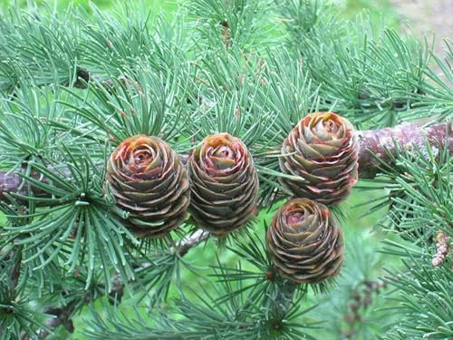 Japanische Lärche Larix kaempferi Pflanze 15-20cm Japan-Lärche Larix leptolepis