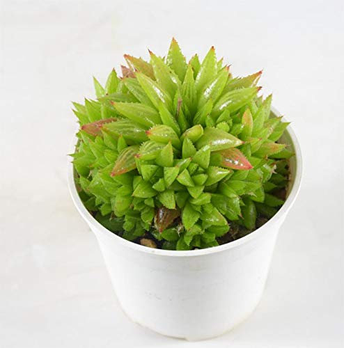 Pianta Grassa Haworthia Cooperi, Vaso 10cm, Altezza 5/10 cm