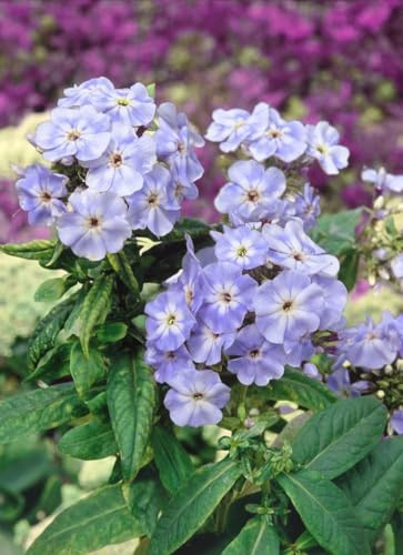 Flammenblume 'Blue Boy' im Topf Phlox paniculata winterhart duftend | aufrecht buschig, 80-120 cm, blauviolett, Juli-September, sonnig bis halbschattig, Staudenbeet, winterhart bis -20 °C