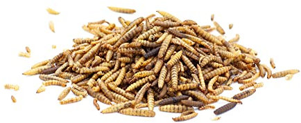 WachtelGlück Pure® Soldatenfliegenlarven 1 Kg