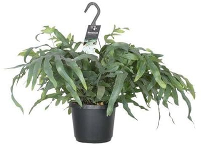 Tüpfelfarn – Phlebodium Aureum Blue Star – Zimmerpflanze – Ø17cm 50cm – Luftreinigender Goldfarn – Pflegeleicht – Blaue Wedel