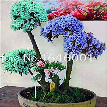 . 100 PC/Beutel Japanische Azalee Pflanzen Rhododendron Azaleen-Blumen-Baum-DIY Topfpflanze Hausgarten-Dekoration Plant: 19