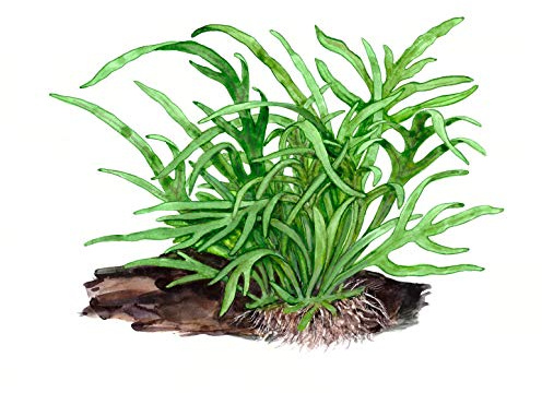 Microsorum pteropus Trident sur racine avec ventouse