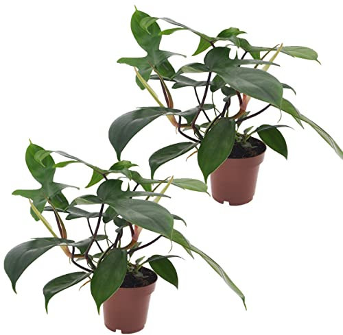 Plant in a Box - Philodendron 'Vert de Floride' - Set de 2 - Plante d'intérieur purifiant l'air - Pot 12cm - Hauteur 20-30cm