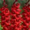 Huifang Fresh 100 Stk. Gladiolen-Blumensamen zum Anpflanzen von Rot