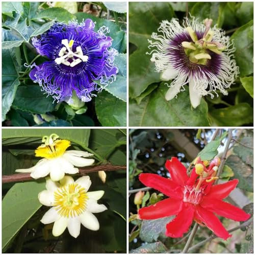 200 pcs passionsblume winterhart samen balkon deko blumenwiese kleines geschenk für frauen flowers pflanzensamen wildblumenwiese saatgut mehrjährig winterharte stauden pflanzen samen