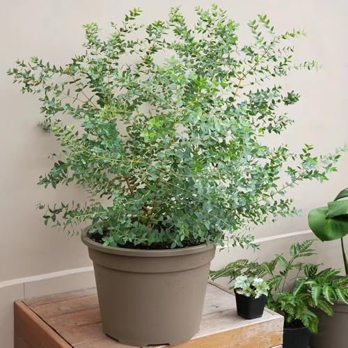 250 pcs eukalyptus baum samen - garten geschenk zierbaum winterhart balkonpflanzen winterhart, balkon pflanze winterharte kübelpflanzen winterharte pflanzen topfpflanzen für draußen