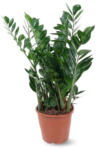 Attitude Jardin - Zamioculcas zamiifolia - plante zz - 90-100 cm - ⌀ 21 cm - plante d'intérieur - succulente