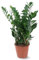 Attitude Jardin - Zamioculcas zamiifolia - plante zz - 90-100 cm - ⌀ 21 cm - plante d'intérieur - succulente