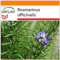 SAFLAX - Jardin dans le sac - Romarin - 100 graines - Rosmarinus officinalis