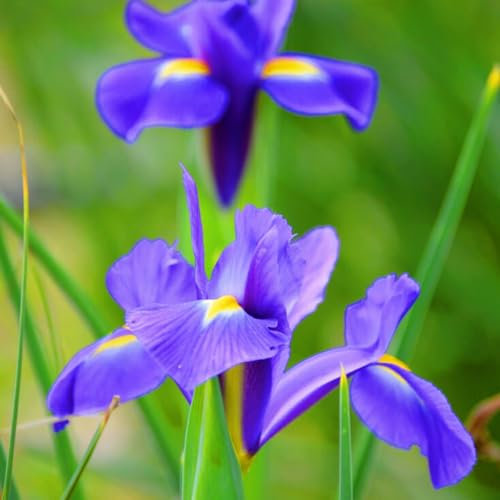 Iris Zwiebeln-Winterhart MehrjäHrig,Iris Blumenzwiebeln,Schwertlilien Winterhart Knoll,Iris Pflanze,Iris Knollen Mix,Iris Blumen,Bonsai Pflanze,Gartenblumen-15zwiebeln-a