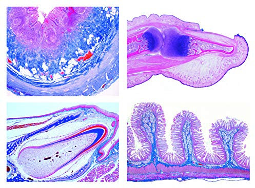 LIEDER Mikropräparat Serie - Histologie des Menschen II