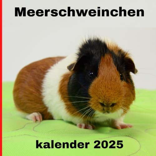 Meerschweinchen kalender 2025